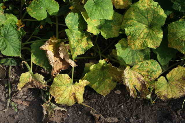 Powdery mildew on cucumbers. Illustration for an article is used for a standard license © ofazende.ru
