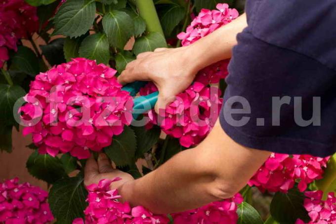 Pruning hydrangea cuttings. Illustration for an article is used for a standard license © ofazende.ru