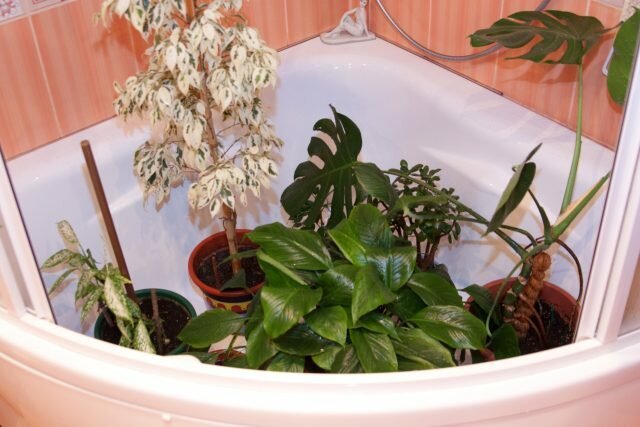 Hot showers for houseplants: reveals the secrets