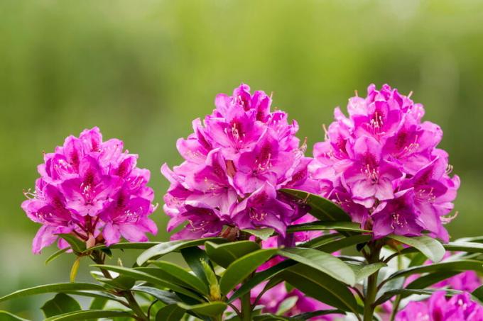 Frost-resistant rhododendrons and wintering hives