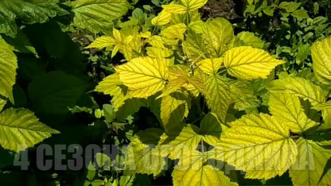Have your raspberry leaves turned yellow? Do not panic! How to cure chlorosis raspberries: cheap effective way. Price question - "overweening"