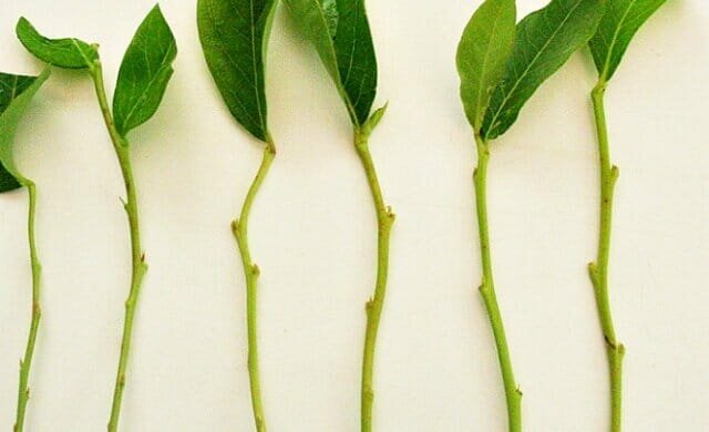 Personal experience: how to propagate plants green cuttings trudnoukorenyaemye