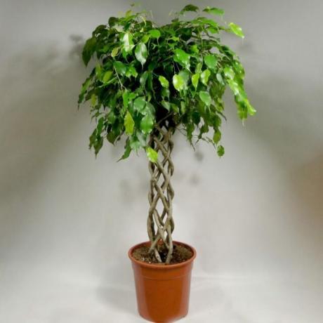 Why Ficus benjamina leaves fall? Simple tips on how to preserve the rich crown