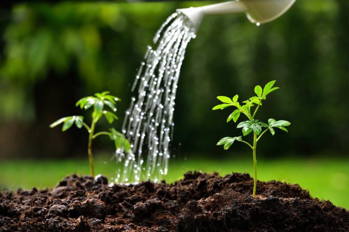 7 fatal mistakes when watering, which lead to a decrease in your crops and that can not commit