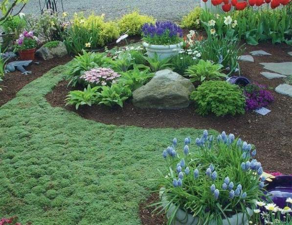 A carpet of groundcover plants: flowering lawn alternative - Tips gardeners