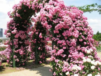 Climbing roses, will go well for design