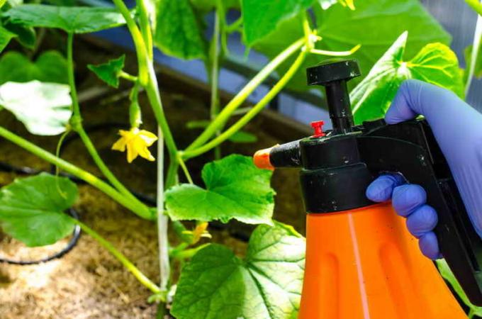 How to save on cucumber powdery mildew