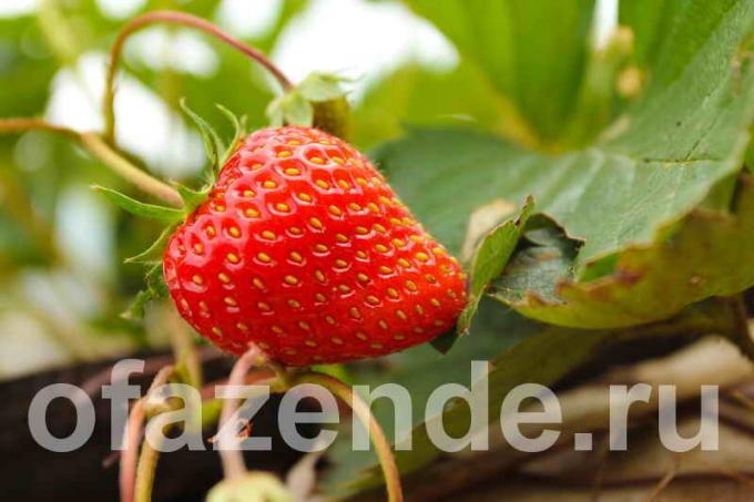 Ten features of growing strawberries open field