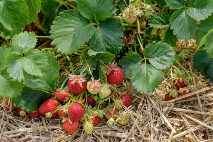 Simple ways to collect more beds of strawberries