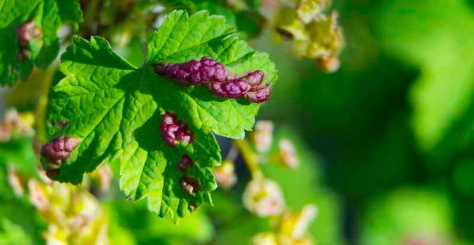 Patients currant leaves. Illustration for an article is used for a standard license © ofazende.ru