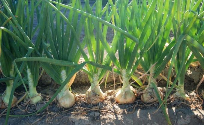 How to grow onions to get a good harvest