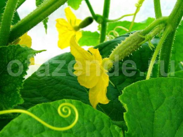 Growing cucumbers / Illustration for an article is used for a standard license © delniesoveti.ru