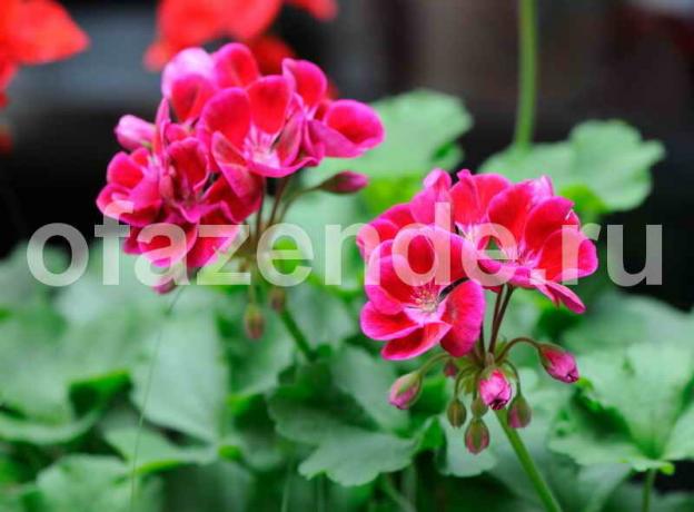 One drop of iodine, and geranium will always delight you with blooms