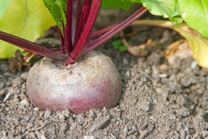 Growing beets: 6 Secrets of experienced gardeners