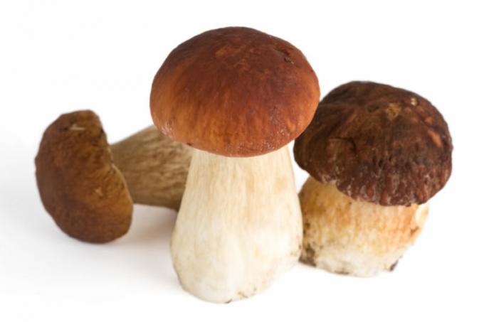 How to cook wild mushrooms