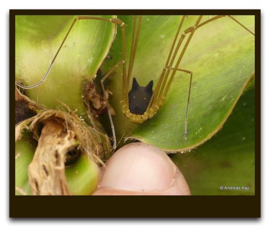 In the forest, found a strange insect like a spider with a dog's head. How dangerous it is for a man. Live Video + Photo