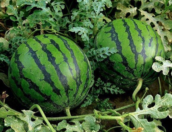 How to grow watermelons in the country and get a good crop