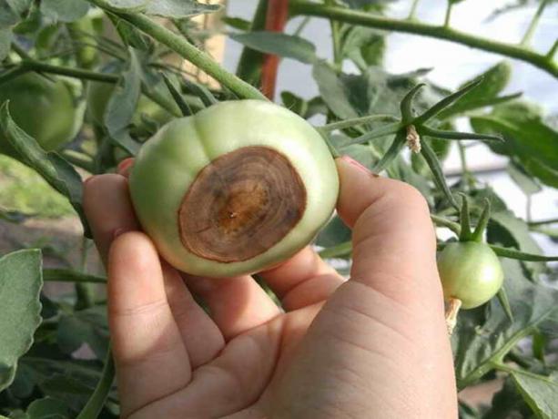 How to prevent the formation of vegetable plots apical rot of tomatoes