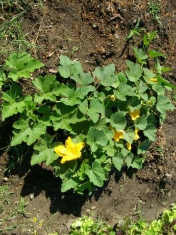How to plant a pumpkin in the open ground