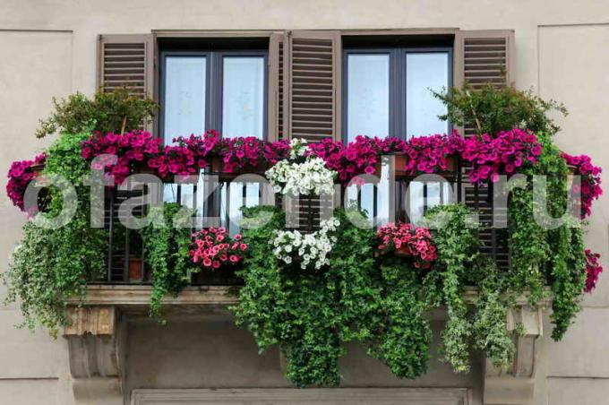 Flower garden on the balcony. Illustration for an article is used for a standard license © ofazende.ru