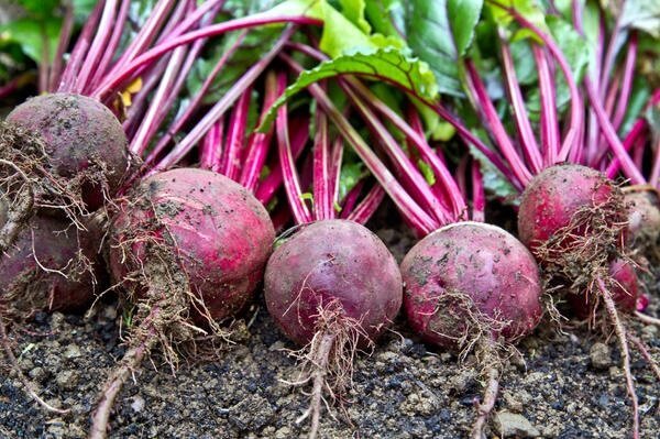How to achieve a good harvest of table beet