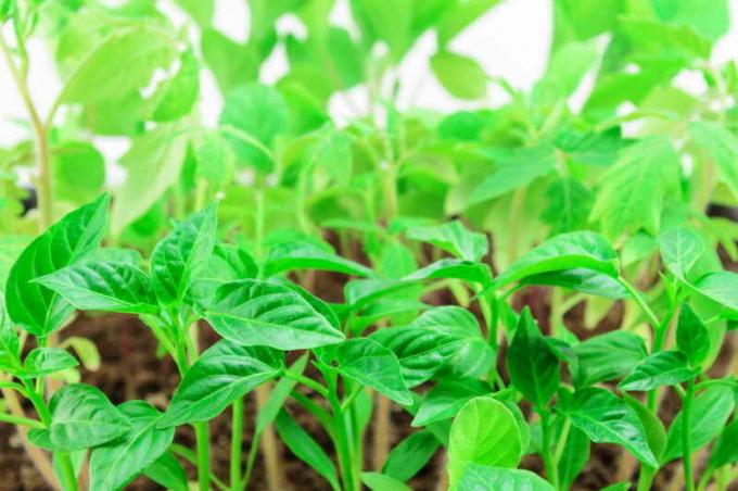 What to feed seedlings of pepper