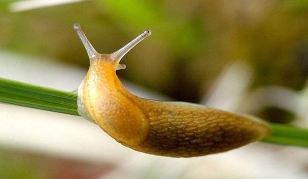 Why do so many gardeners can not get rid of slugs: the basic error