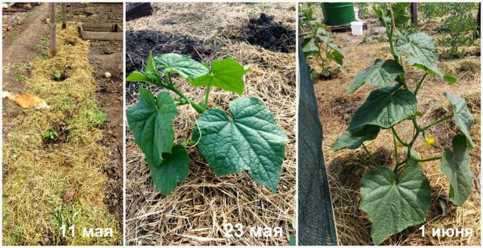 Bead - our favorite assistant and in matters vegetable hit the shot. Conducts quality control. Tests :) thickness herbal mulch.