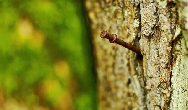 Why do gardeners hammered nails in an apple tree, and how effective is this method