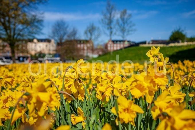 Daffodils. Illustration for an article is used for a standard license © ofazende.ru