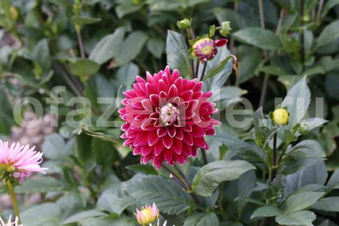 9 features dahlias growing