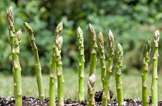 How to grow asparagus in the country and increase its productivity