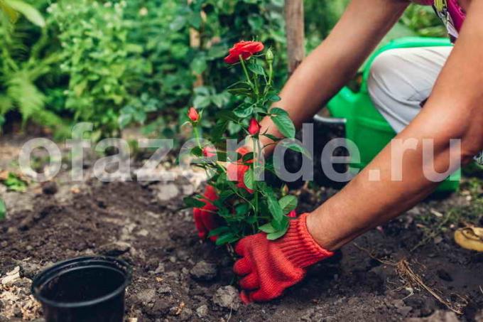Transplanting roses. Illustration for an article is used for a standard license © ofazende.ru