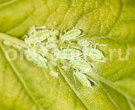 Aphids on a leaf. Illustration for an article is used for a standard license © ofazende.ru