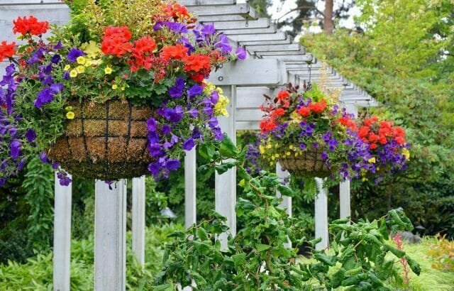 Garden hanging baskets: Tips gardeners