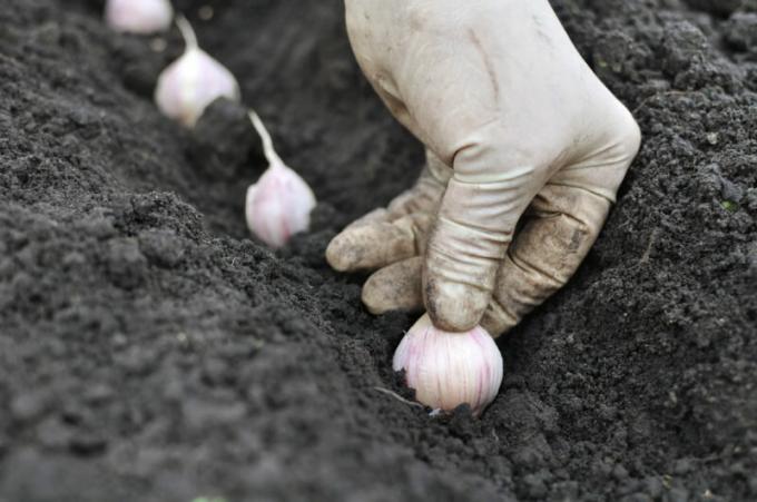 Basic rules of garlic planting before winter