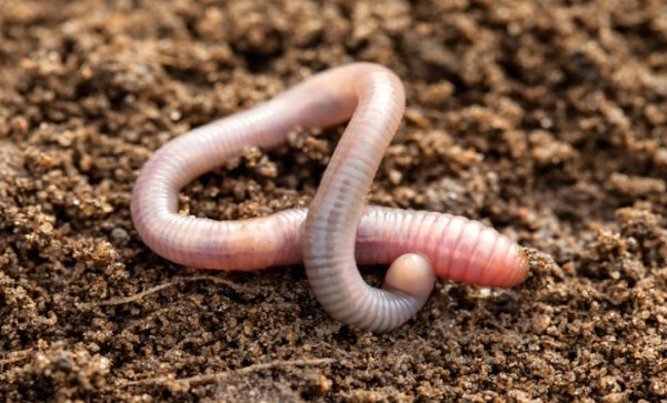 Lure earthworms in the garden and stimulate their proliferation