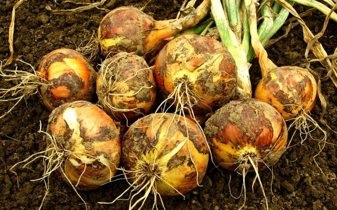 Three little secret to your great harvest of excellent onion (Personal experience of our readers - gardener with experience)