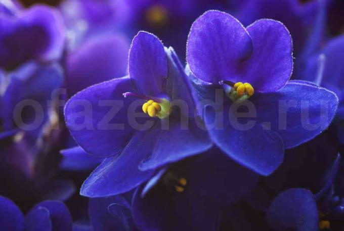 How to ensure the violets bloom 10 months a year