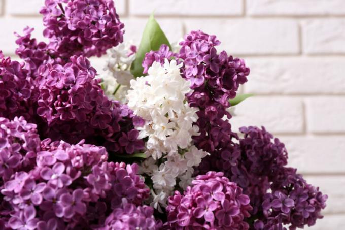 Diverse varieties of lilac - decoration of any garden. Illustration for an article is used for a standard license © ofazende.ru