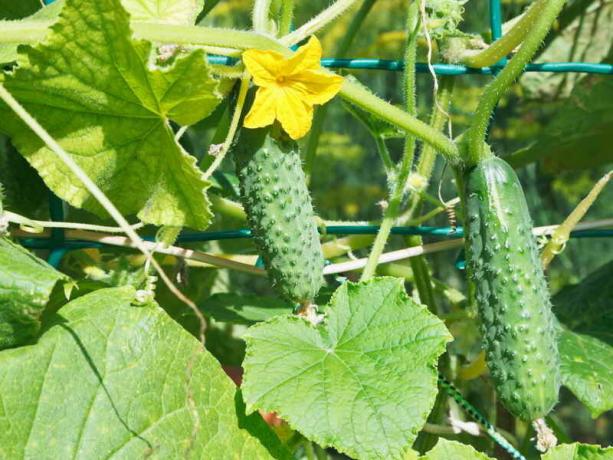 Harvest cucumbers. Illustration for an article is used for a standard license © ofazende.ru