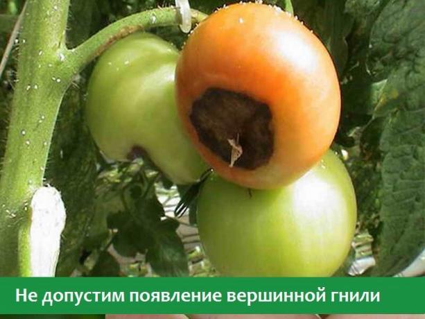 Blossom blight on tomatoes (Photo from open Internet sources)