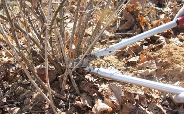 Proper pruning gooseberry. How to increase next year's harvest by 1.5 times