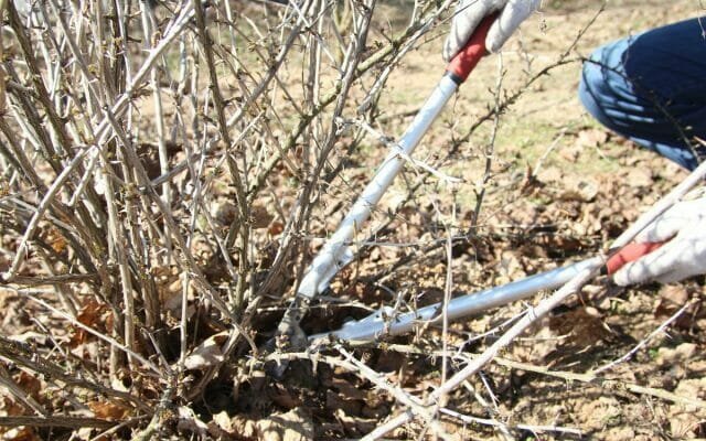 Removing debris from the zone of shrubs