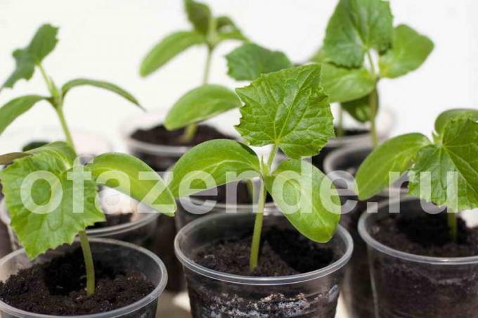 Cucumber seedlings in cups