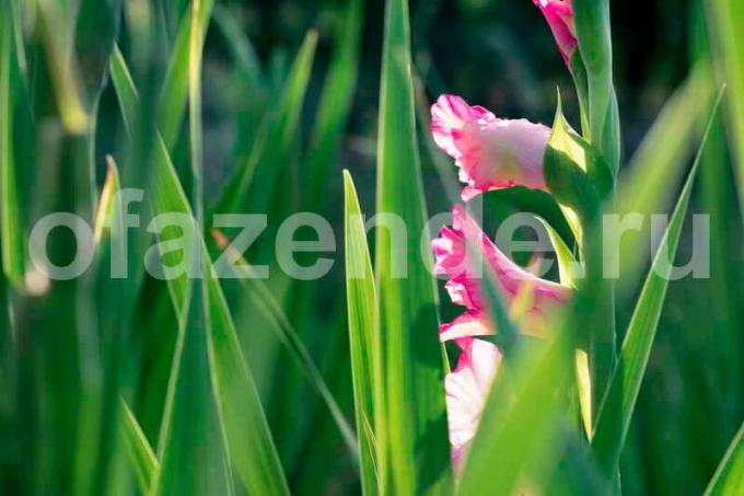 Growing Gladiolus. Illustration for an article is used for a standard license © ofazende.ru