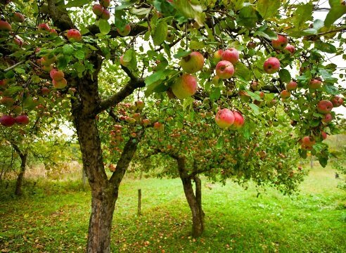 How to grow an apple tree garden