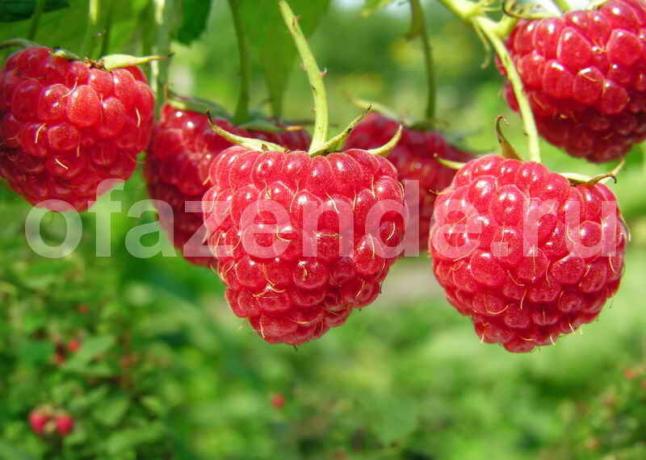 Growing raspberries. Illustration for an article is used for a standard license © ofazende.ru