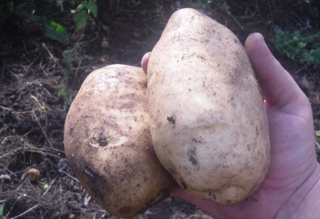 Grade potatoes "Lasunok"