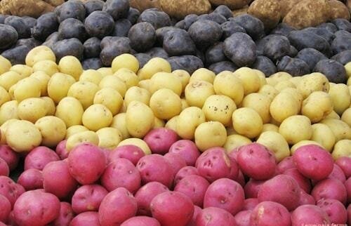 To obtain a healthy potato crop, you need to prepare for spring planting healthy seeds